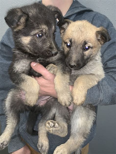 German Shepherd Puppies For Sale Pueblo Co 314555