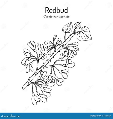 Redbud 图库插画、矢量和剪贴画 47 图库插画