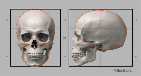 Gusztav Velicsek Proportions Guide Of The Human Skull