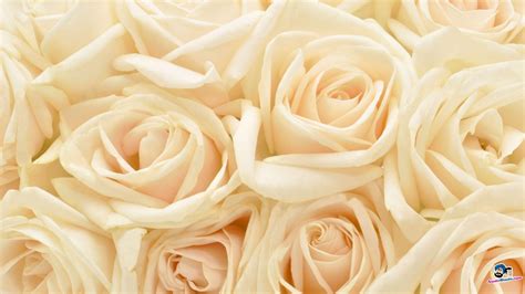 White Rose Backgrounds Wallpaper Cave