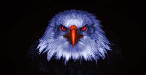 Wallpaper Eagle Raptor Red Eyes Close Up Desktop Wallpaper Hd Image