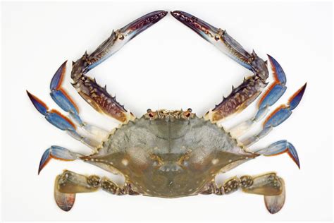 Blue Crab Facts Riset