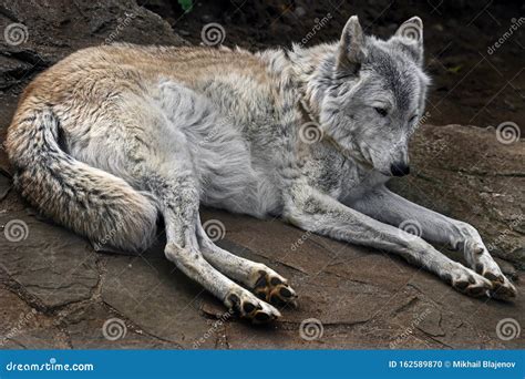 Arctic Wolf Male 2 Stock Photo Image Of Arctic Zoology 162589870