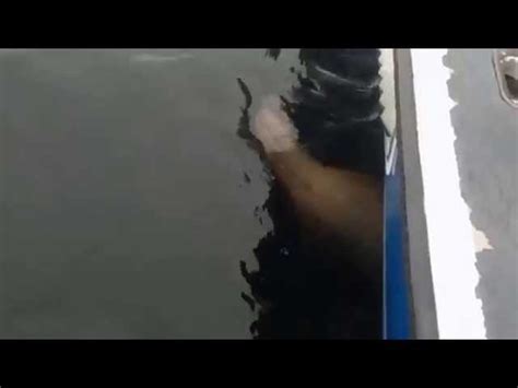 Alaskan Orca Absolutely Launches Sea Lion Sends It Cartwheeling 20