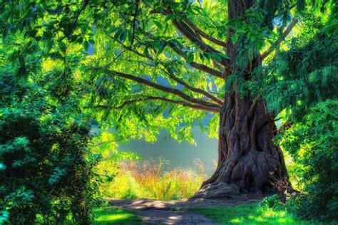 3d Green Natural Tree Beautiful Wallpapers For Android Beautiful