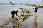 Restoring the Gulf: 10 Years After Deepwater Horizon Oil Spill ...