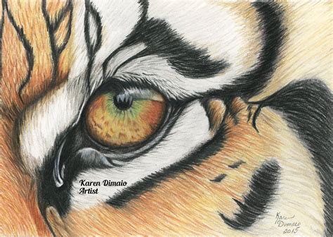 Tiger Eyes Realistic Colored Pencil Drawing Vlrengbr