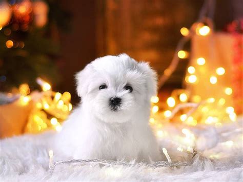 Animalssale found 26774 dogs for sale in usa, which meet your criteria. Teacup Maltese Price In India