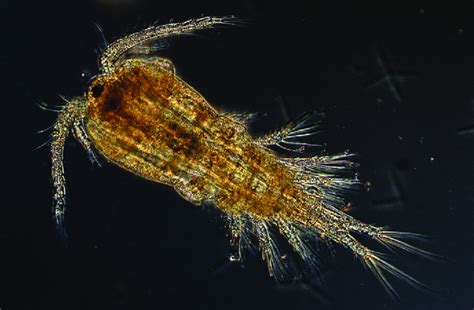 Planktonic Copepod From The Genus Thermocyclops Download Scientific