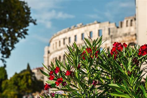 Hd Wallpaper Pula Croatia Colosseum Architecture Building Tree