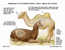 LA CIENCIA DE LA VIDA: Los camellos de los Reyes Magos