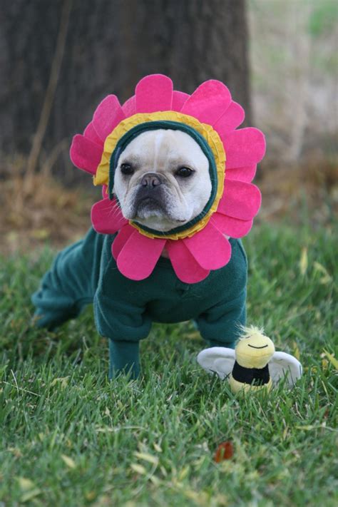 22 Unique Dog Costume Ideas For Halloween The Barkpost