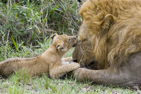 African Lion Cub Playing With Adult Photograph By Suzi
