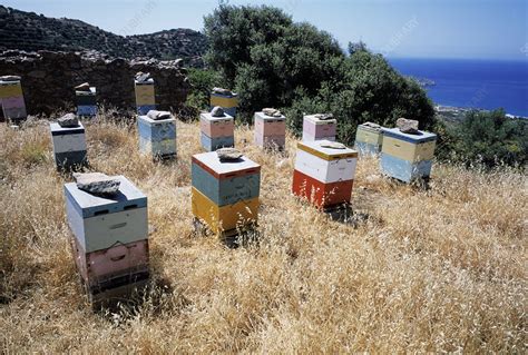 Bee Hives Stock Image Z3450507 Science Photo Library