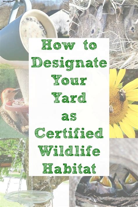 How To Designate Your Yard As Certified Wildlife Habitat Wildlife