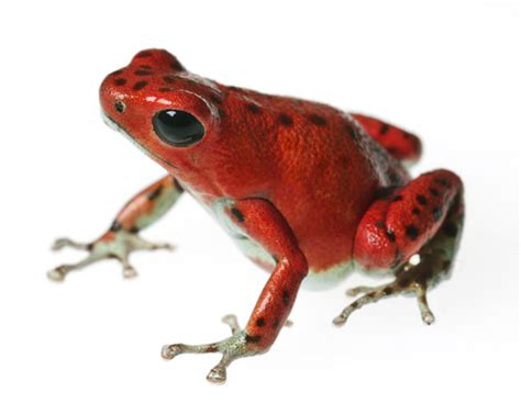 Funny Strawberry Poison Dart Frog Funny Animal