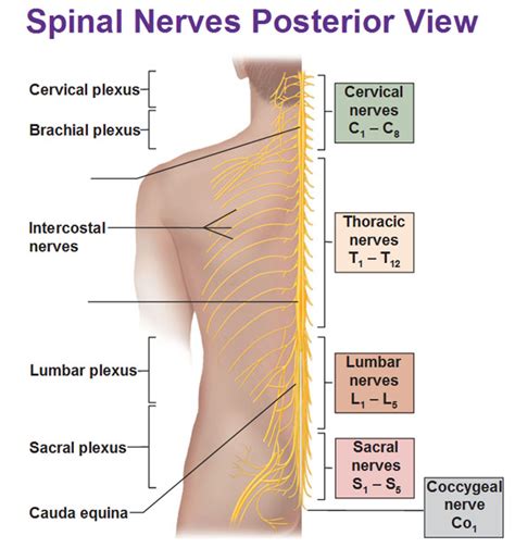 Spinal Nerves Posterior View Plexuses