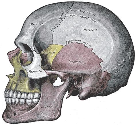 Introduction Anatomy And Physiology