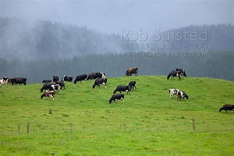Dairy Cows Grazing On Lush Waikato Grass Dairy Herd Rotorua Rotorua