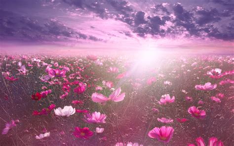 Nature Background Flower Hd