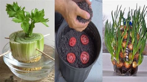 Save Your Kitchen Scraps These 7 Plants Can Be Grow Out Of Them Youtube