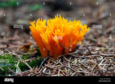 Mushroom Club Fungus Yellow Coral Fungus Stock Photo 81336959 Alamy