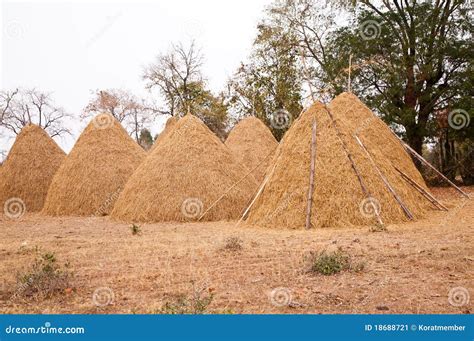big pile of straw stock image image of harvest farming 18688721
