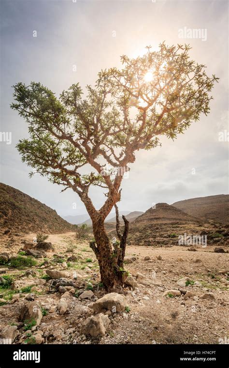 Frankincense Tree Growing In A Desert Near Salalah Oman Stock Photo