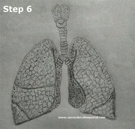 How To Draw Lungs Step By Step Guide To Draw The Lungs