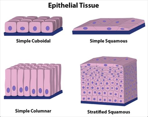 What Are The Three General Cell Shapes Of Epithelial Tissue Socratic