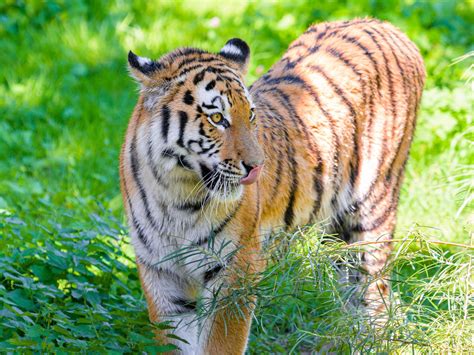 Wallpaper Siberian Tiger Protruding Tongue Predator Big Cat Hd