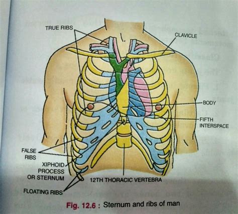 Diagram Rib Cage With Organs Transparent Human Body Showing Heart And