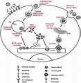 Dengue virus: epidemiology, biology, and disease aetiology