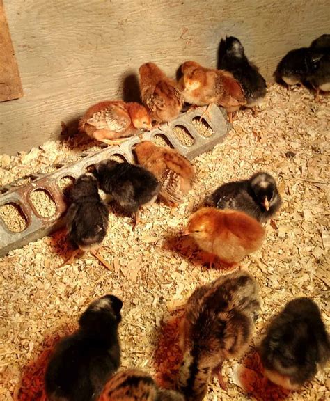Baby Chicks Beyond The Chicken Coop