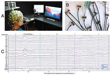12 Appendix 1 A Very Brief Introduction To Eeg And Erps Social Sci