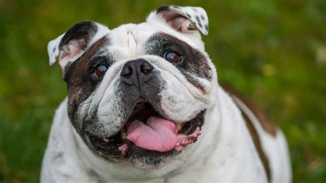4 Reasons Why Your Overweight Dog Isnt Losing Weight