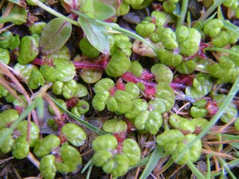 Minding your own business takes on a whole new meaning as you mature into an adult. Soleirolia soleirolii (Helixine) - Mind Your Own Business ...