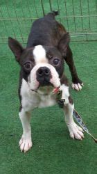 Click the links below to see some of the animals we currently have for adoption. Adopt Chong on | Boston terrier, Dog adoption, Boston ...