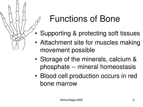 Ppt The Skeletal Systembone Tissue Powerpoint