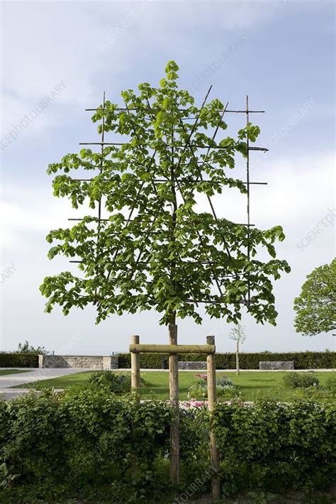 Lime Tree Tilia Sp Stock Image C0073851 Science Photo Library
