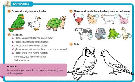 Animales Ovíparos Escolar Abc Color