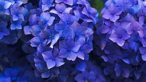 Nr08 Flower Spring Blue Purple Nature Wallpaper