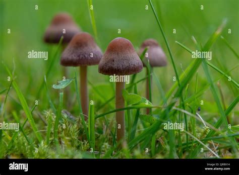 Wild Mushrooms Growing In The Grass Field Close Up Photography Of