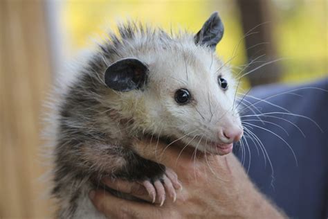 The Fascinating Opossum On Trail Camera The Comfy Cabin