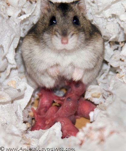 Mother And Babies Are Doing Well Cute Hamsters Baby Hamster Hamster