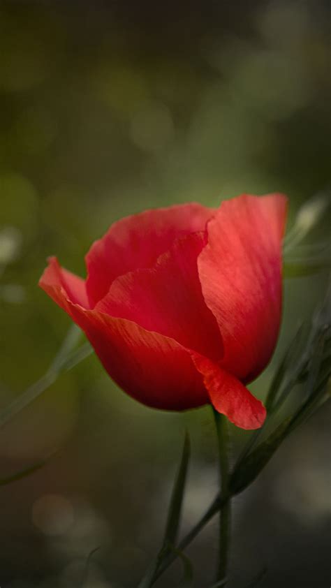 Download Wallpaper 938x1668 Poppy Flower Petals Plant Red Macro