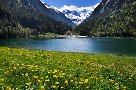 Mountain Scenery Clear Lake With Meadow Flowers In