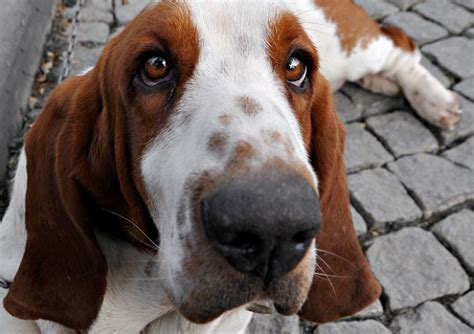 18 Things All Basset Hound Owners Must Never Forget