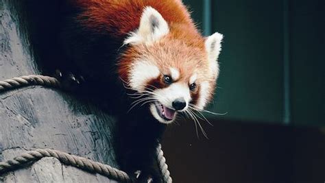 Panda Attacks Red Panda Panda Nature Wallpaper