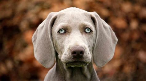 How Many Breeds Of Dogs Have Blue Eyes Wallace Freace